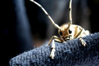 /album/nahlikova-senica-3-miesto-/chrobac-kuk-jpg/